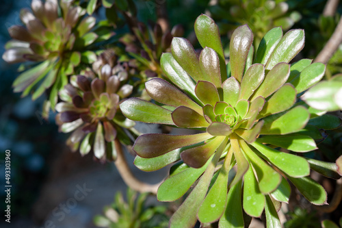 Aeonium arboreum, the tree aeonium, tree houseleek, or Irish rose, is a succulent, subtropical subshrub in the flowering plant family Crassulaceae . photo