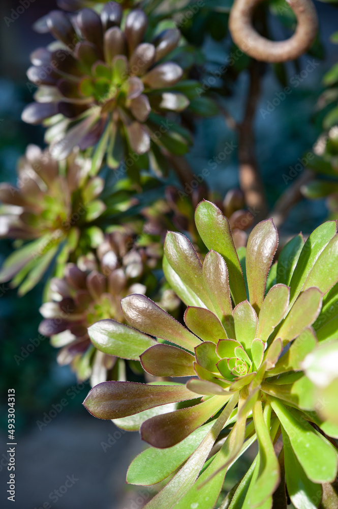 Aeonium arboreum, the tree aeonium, tree houseleek, or Irish rose, is a succulent, subtropical subshrub in the flowering plant family Crassulaceae . Aeonium arboreum, the tree aeonium, tree houseleek, or Irish rose, is a succulent, subtropical subshrub in the flowering plant family Crassulaceae .