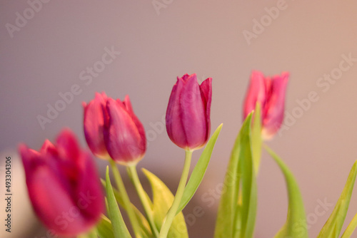 Fototapeta Naklejka Na Ścianę i Meble -  four pink tulips