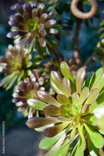 Aeonium arboreum, the tree aeonium, tree houseleek, or Irish rose, is a succulent, subtropical subshrub in the flowering plant family Crassulaceae . photo