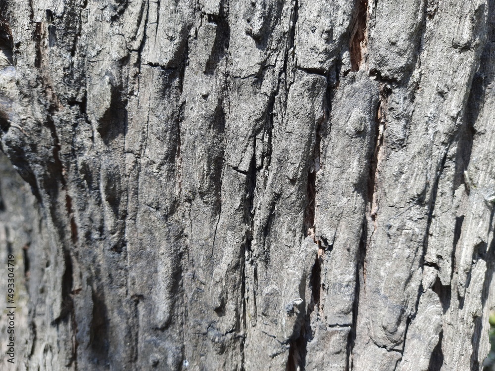 Old wooden bark tree background texture Old wooden bark tree background texture