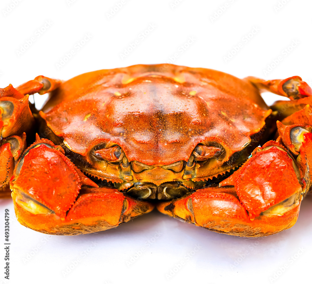 Red hairy crab on white background