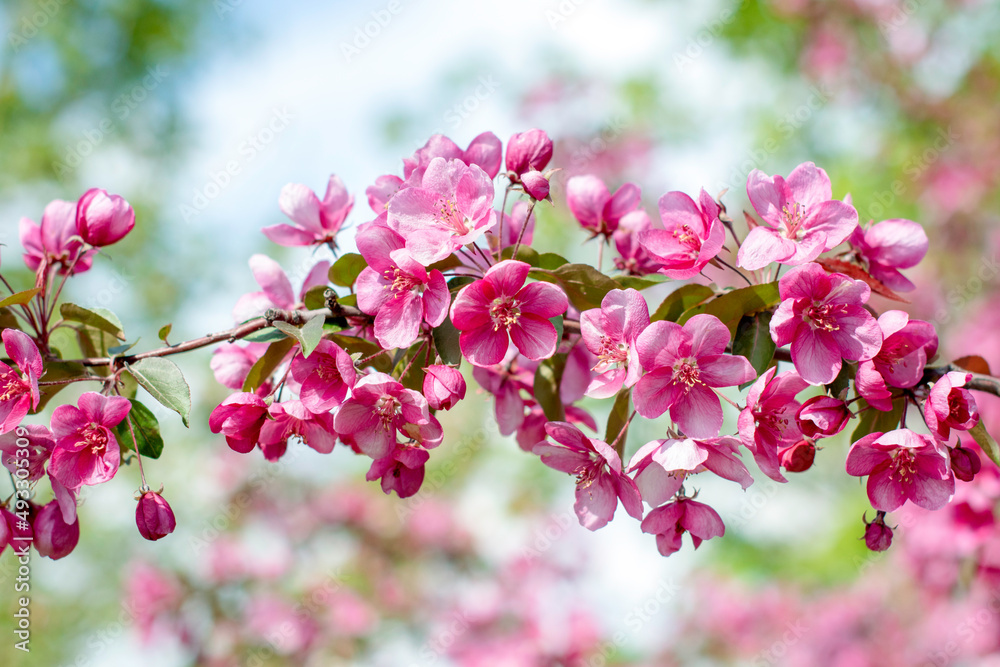 Spring background of flowers.Red apple tree flowers.Space for text Spring background of flowers.Red apple tree flowers.Space for text