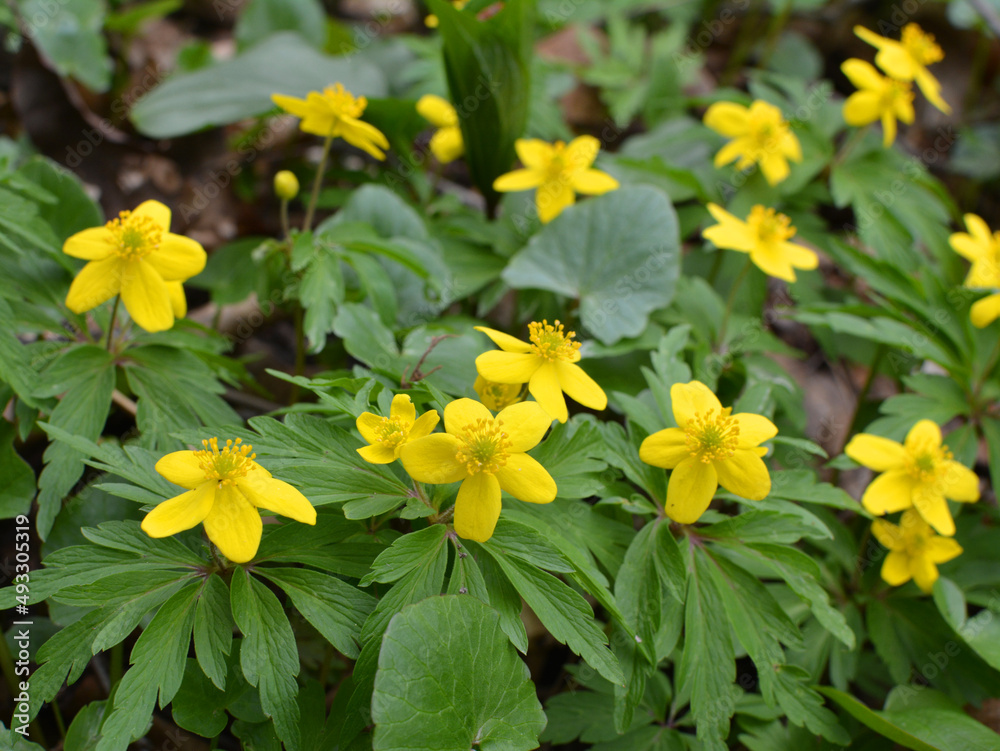 Spring in the forest blooms anemone yellow (Anemone ranunculoides). Spring in the forest blooms anemone yellow (Anemone ranunculoides).
