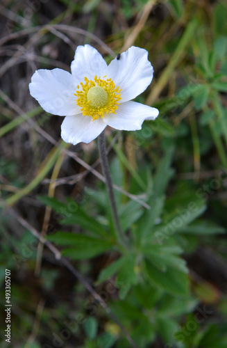 In the wild, Anemone sylvestris blooms in the forest