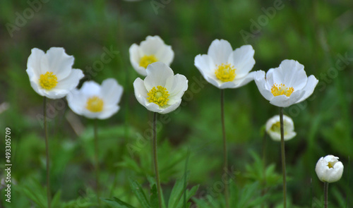 In the wild, Anemone sylvestris blooms in the forest photo