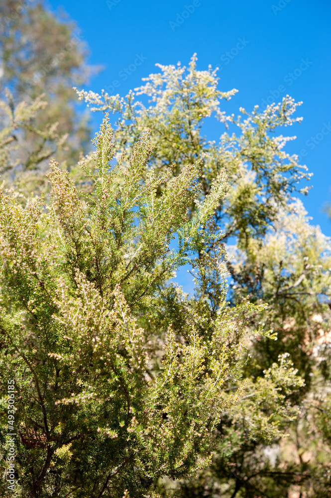 Erica arborea, the tree heath or tree heather, is a species of flowering plant (angiosperms) in the heather family Ericaceae. Erica arborea, the tree heath or tree heather, is a species of flowering plant (angiosperms) in the heather family Ericaceae.