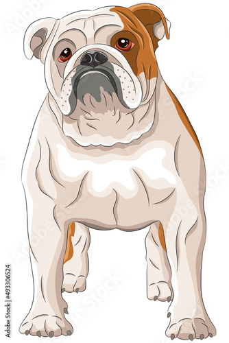 Vector drawing of a large English bulldog with red spots on a white background.
