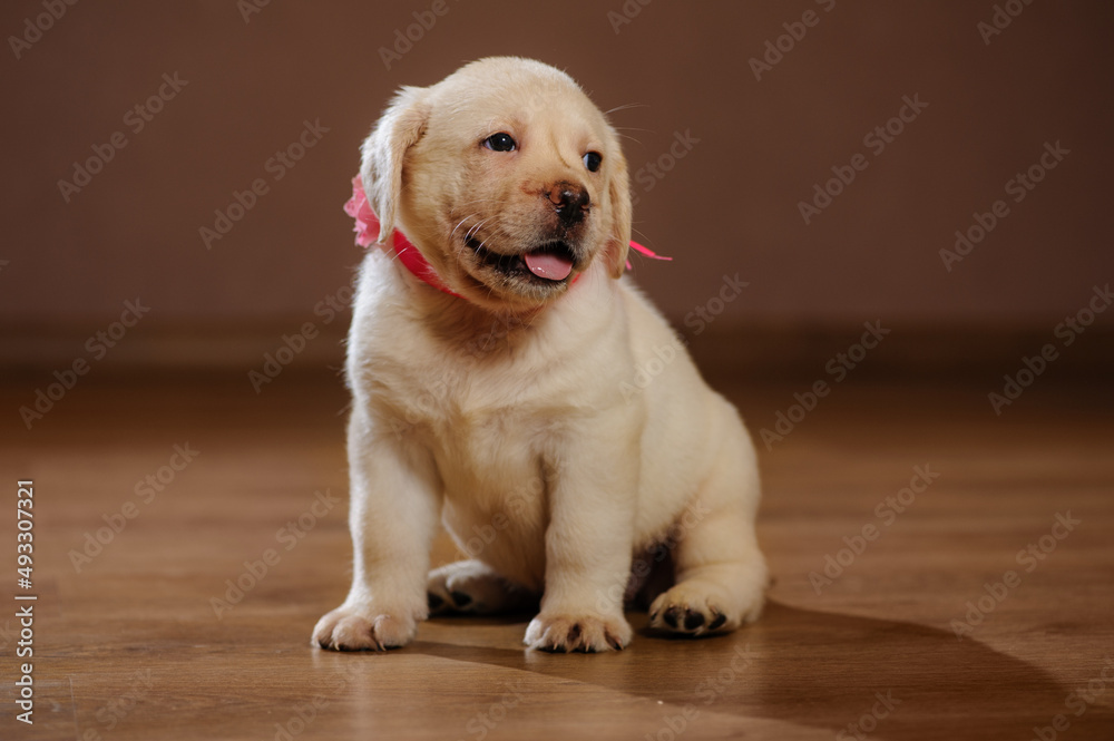 labrador puppy with ribbon labrador puppy with ribbon