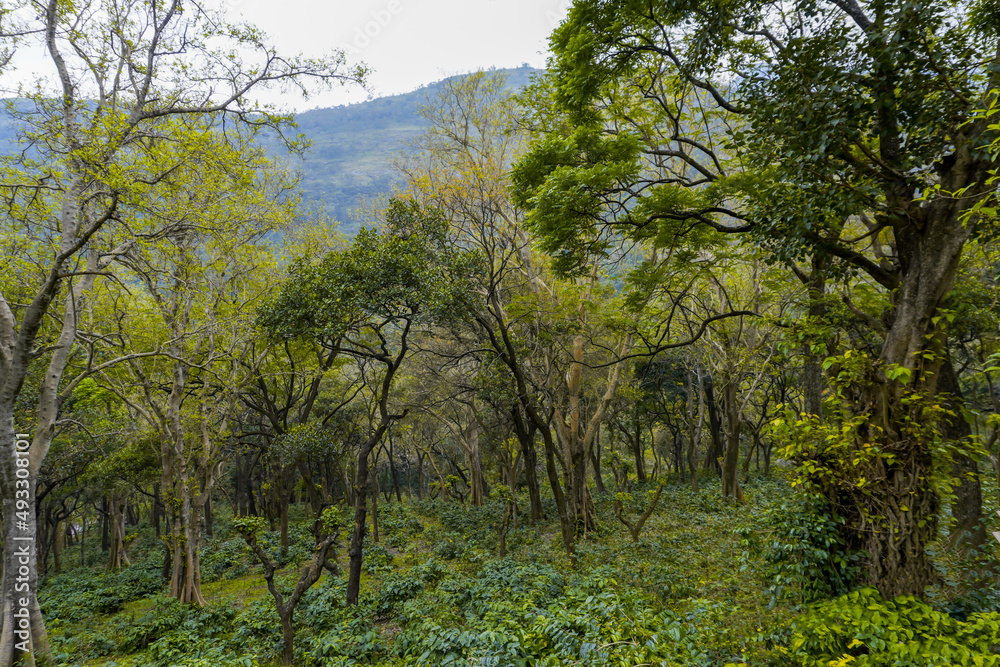 Obraz premium Autumn nature landscape of colorful forest