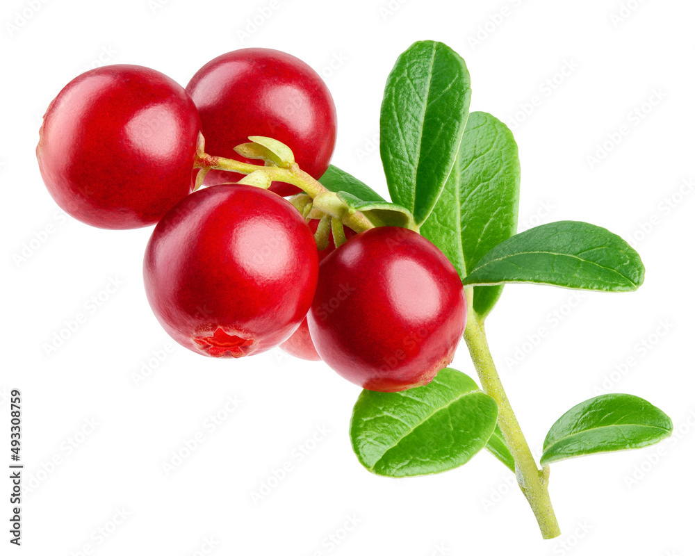 cranberry, cowberry, lingonberry, isolated on white background, clipping path, full depth of field cranberry, cowberry, lingonberry, isolated on white background, clipping path, full depth of field