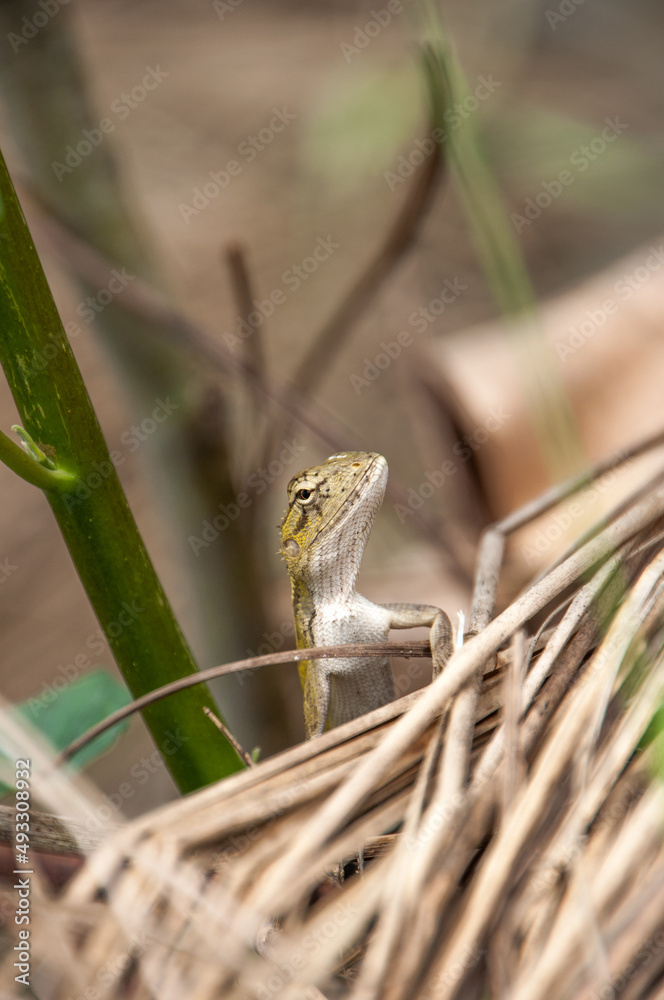 Naklejka premium Asian Garden Lizard in Bangladesh