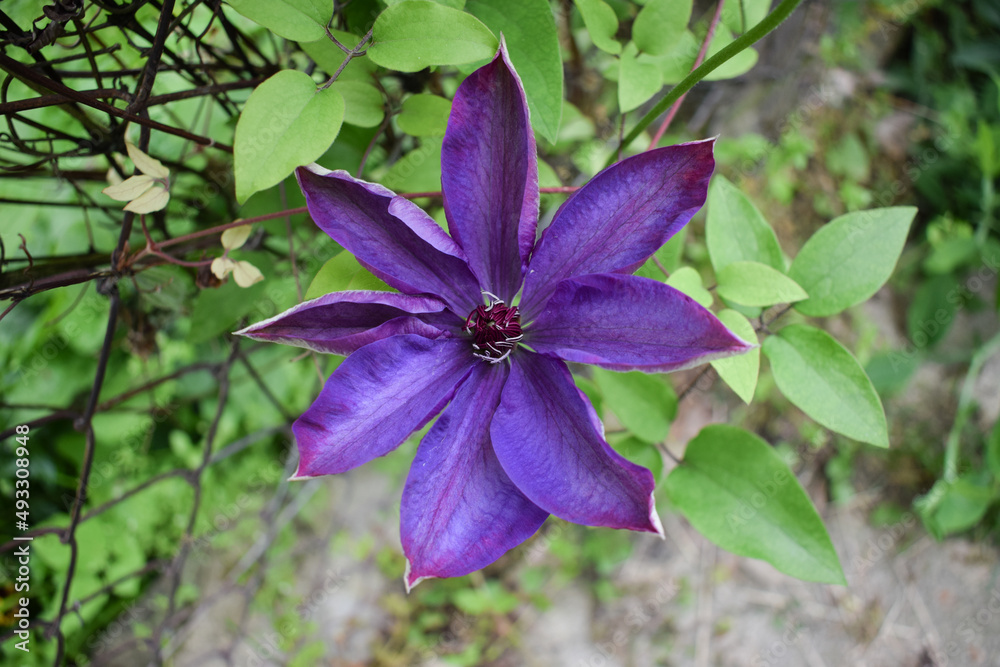 Violet clematis closeup photo. Violet flower to a garden