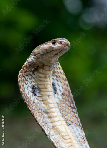 Cobra snake in Bangladesh