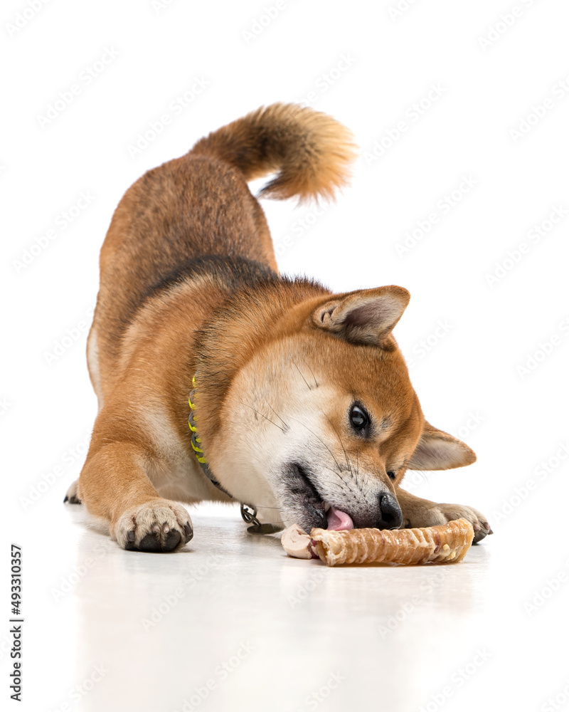 Shiba Inu in front of a white background
