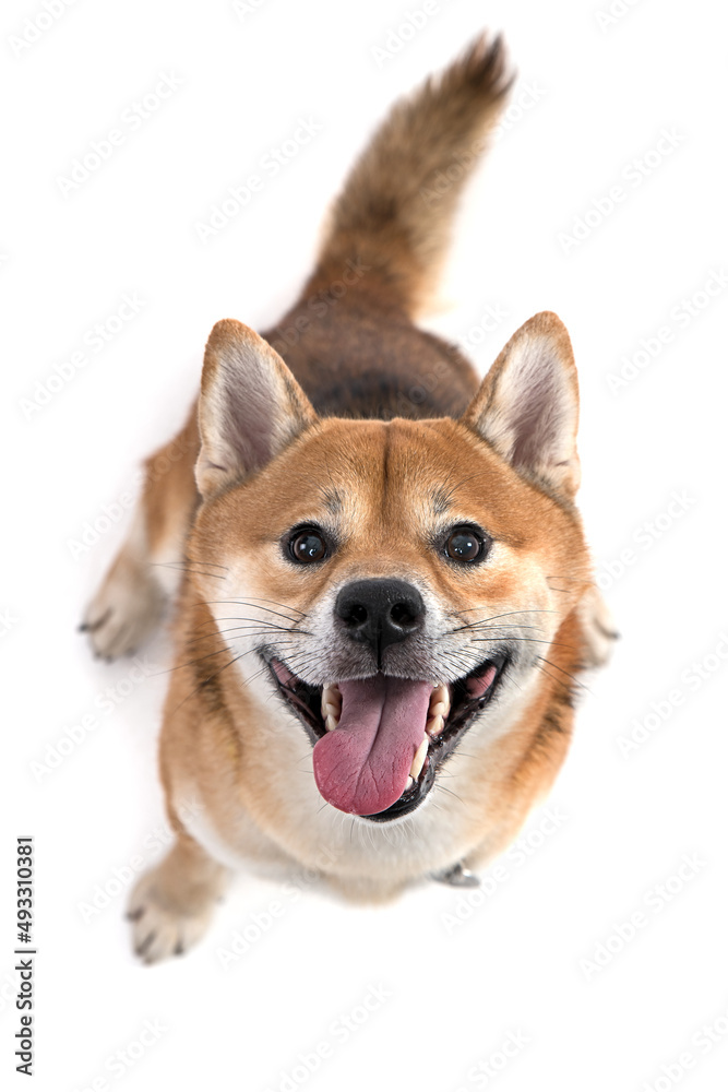 Shiba Inu in front of a white background