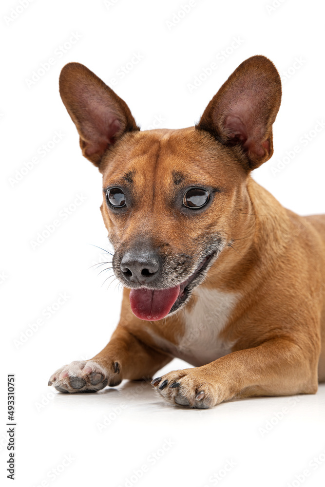 Dog on a white background