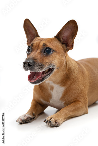 Dog on a white background © Stepan