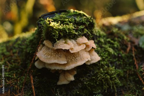Oyster mushrooms on a log