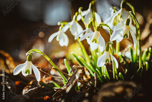 Frühlingsblume Schneeglöckchen - Hintergrund, Blume in der Wiese, Frühling in der Wiese, Wiesenblume