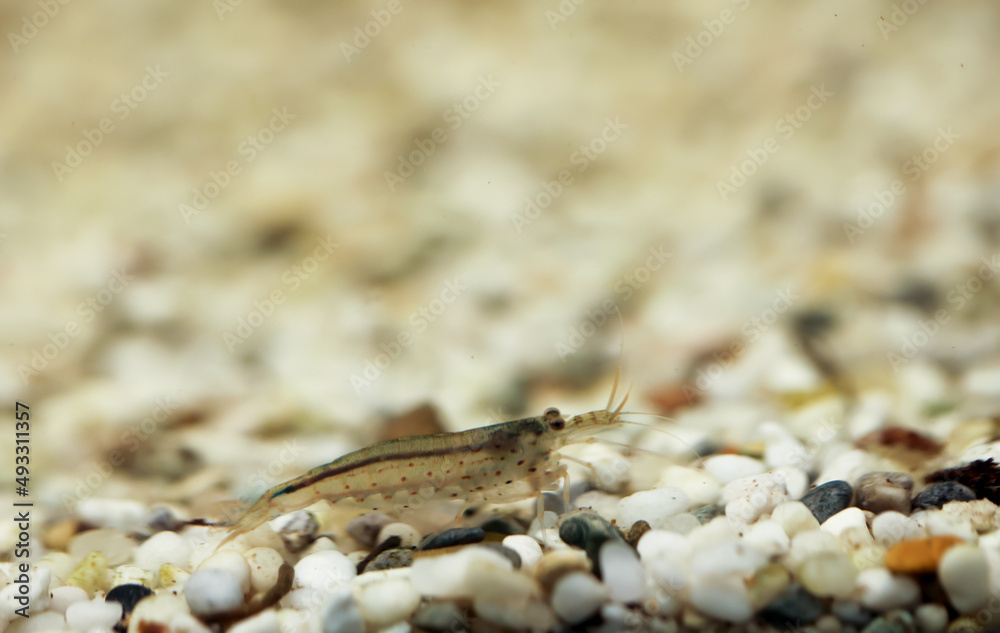 Nahaufnahme einer Amano Garnele in einem Aquarium.
