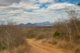Landscape in Tsavo West National Park with a distant view of the Shetani lava flows.