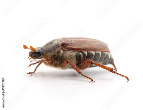 One brown beetle. © voren1