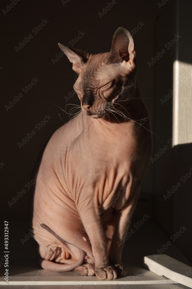 Sphynx cat sitting against the sun