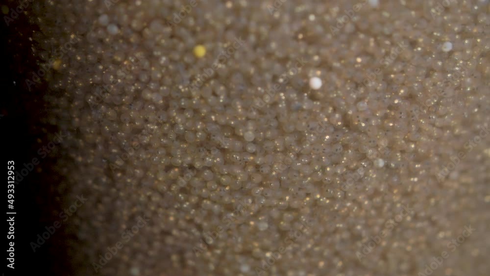 Fresh fish spawn at fish breeding station Fresh fish spawn at fish breeding station