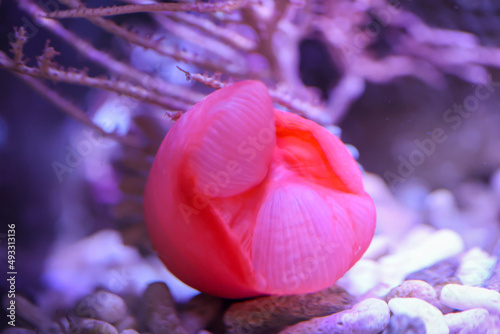 Eine schöne Kupferanemone in einem Meerwasseraquarium.
 photo