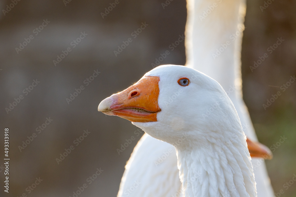 Portrait of beautiful white domestic goose. High quality photo Portrait of beautiful white domestic goose. High quality photo