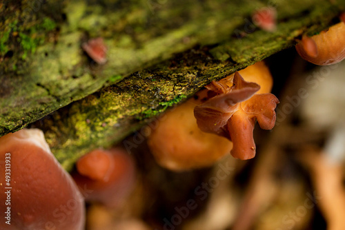 Cogumelo orelhas-de-Judas (Auricularia auricula-judae). Identificação da espécie Ecofungos. Associação Micológica. São efetivamente fungos, ainda jovens.  photo