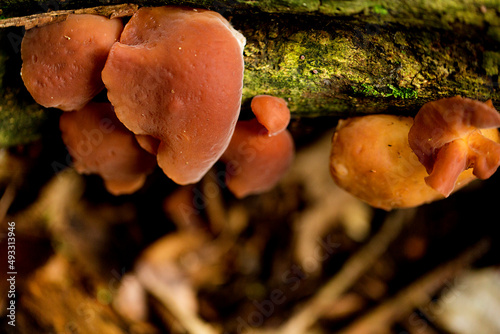 Cogumelo, Lycoperdon marginatum, comumente conhecido como o puffball descascado, é um tipo de cogumelo puffball no gênero Lycoperdon. Espécie comum, é encontrada na Europa e na América do Norte. photo