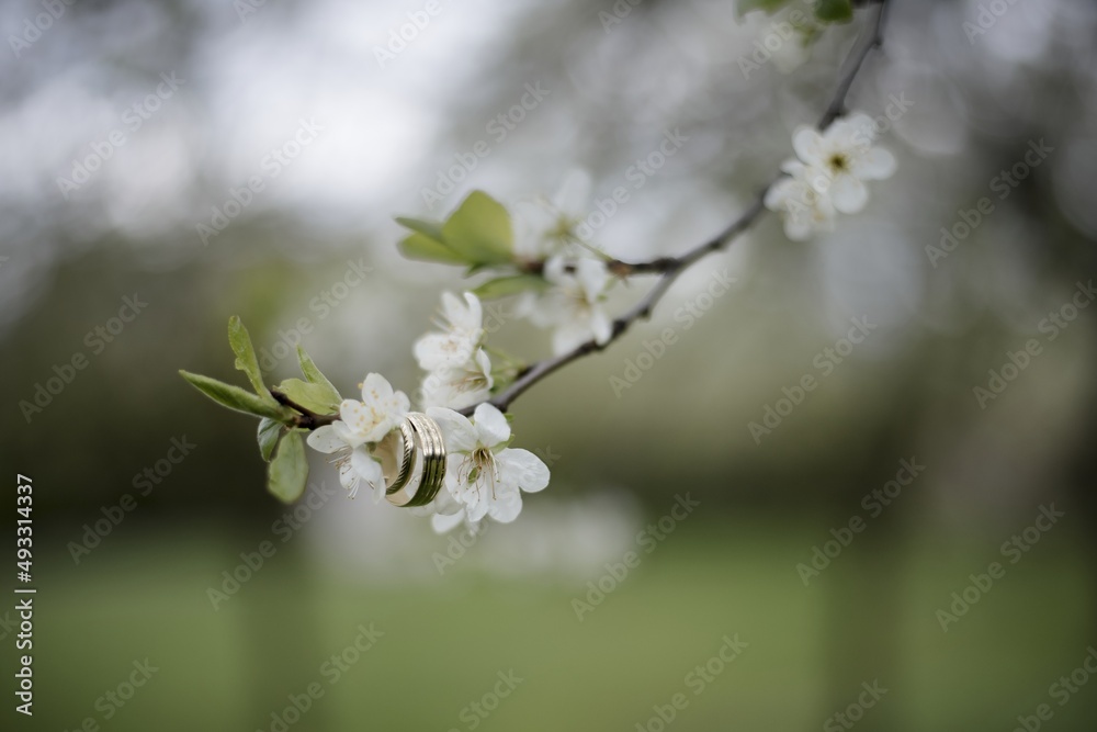 The spring is comming. Closeup of a blooming tree, cherries. Spring colors, beautiful sunny weather. Begin allergies. Season. The spring is comming. Closeup of a blooming tree, cherries. Spring colors, beautiful sunny weather. Begin allergies. Season.