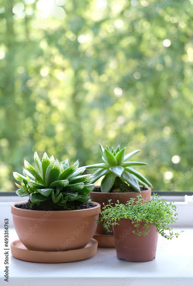 Plants and succulents in clay pots on windowsill, abstract green natural background. Green eco house, home gardening Plants and succulents in clay pots on windowsill, abstract green natural background. Green eco house, home gardening