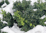 A green shrub in the middle of a snowdrift