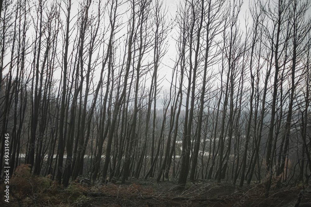 A Line of Burned Trees with a Road in the Background A Line of Burned Trees with a Road in the Background