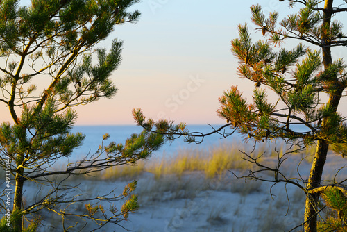 Fototapeta Naklejka Na Ścianę i Meble -  Nadmorskie sosny rosnące na wydmach i splatające gałęzie. Wiosna, wieczór, zachód słońca, kolorowe niebo.