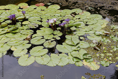 Pink lotus flower in the lake photo