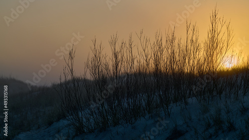 Zachód słońca we mgle i białe bazie na morskich wydmach. Wiosna. Sepia.