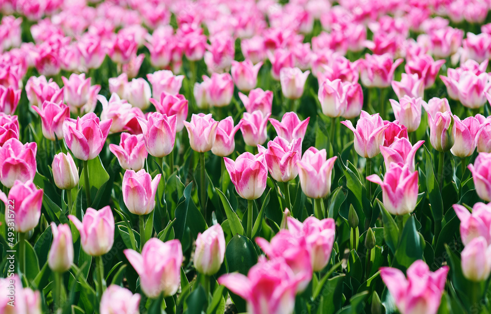 Amazing blooming pink tulips pattern outdoor. Nature, flowers, spring, gardening concept