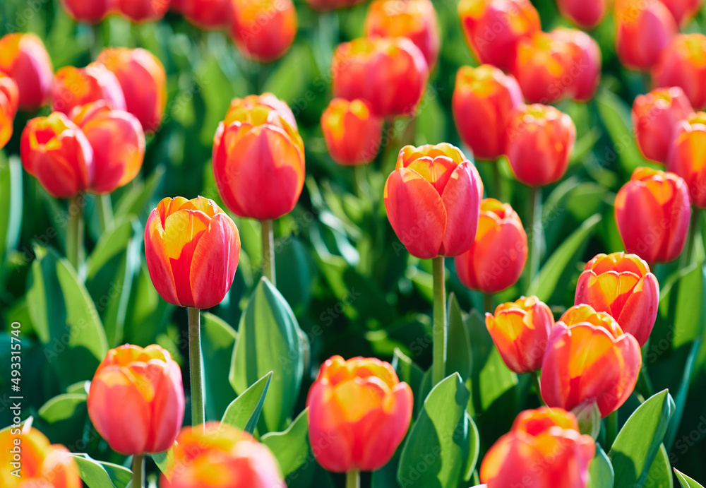Amazing blooming orange and yellow tulips outdoor. Nature, flowers, spring, gardening concept Amazing blooming orange and yellow tulips outdoor. Nature, flowers, spring, gardening concept