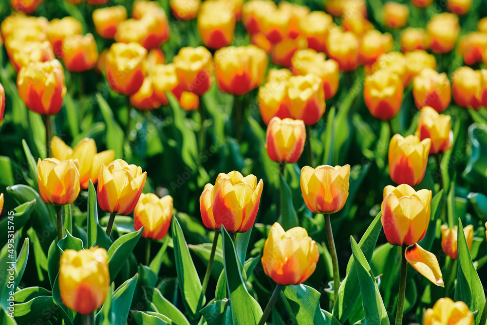 Amazing blooming orange and yellow tulips outdoor. Nature, flowers, spring, gardening concept Amazing blooming orange and yellow tulips outdoor. Nature, flowers, spring, gardening concept
