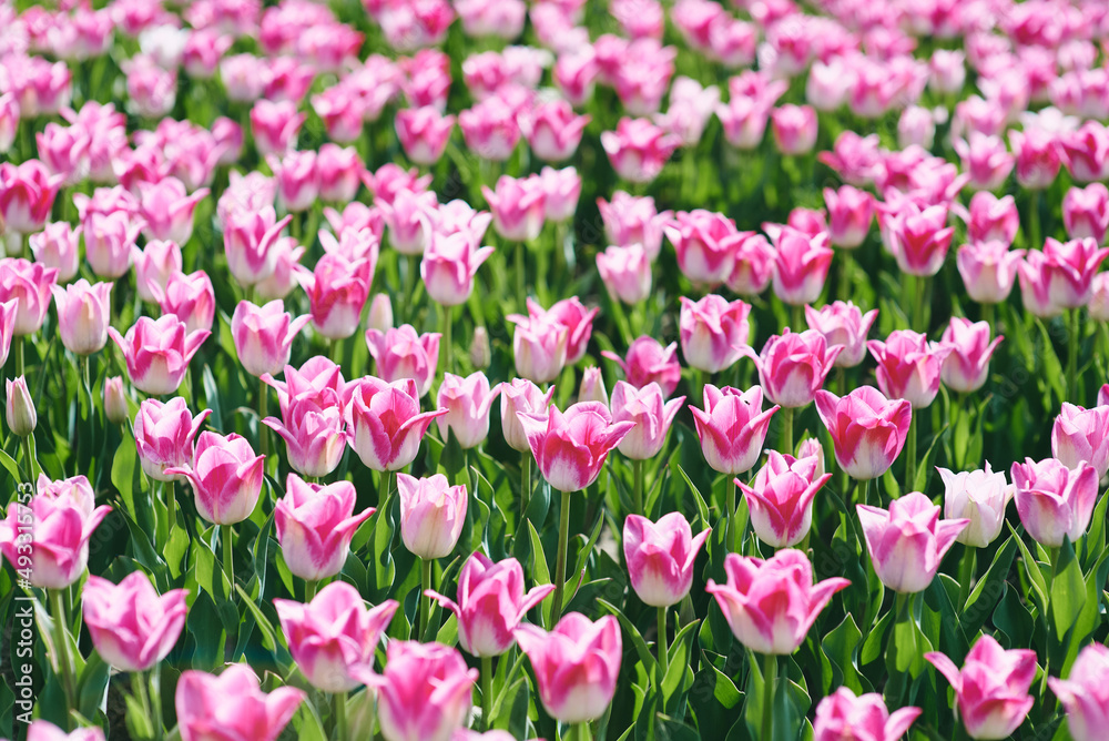 Amazing blooming pink tulips pattern outdoor. Nature, flowers, spring, gardening concept Amazing blooming pink tulips pattern outdoor. Nature, flowers, spring, gardening concept