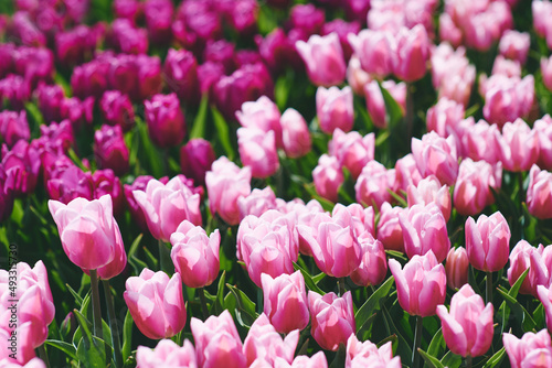 Amazing blooming pink tulips pattern outdoor. Nature  flowers  spring  gardening concept