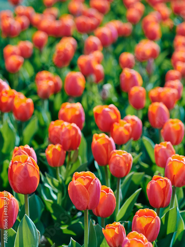 Amazing blooming orange and yellow tulips outdoor. Nature  flowers  spring  gardening concept