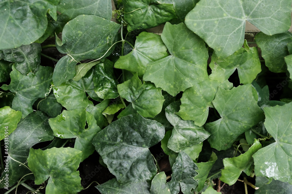 Top view green leaves background Top view green leaves background