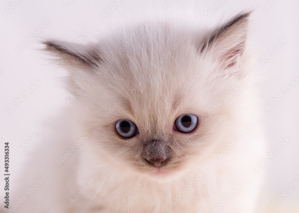 close up of little  ragdoll kitten with blue eyes  sitting on a beige background. High quality photo for card and calendar
