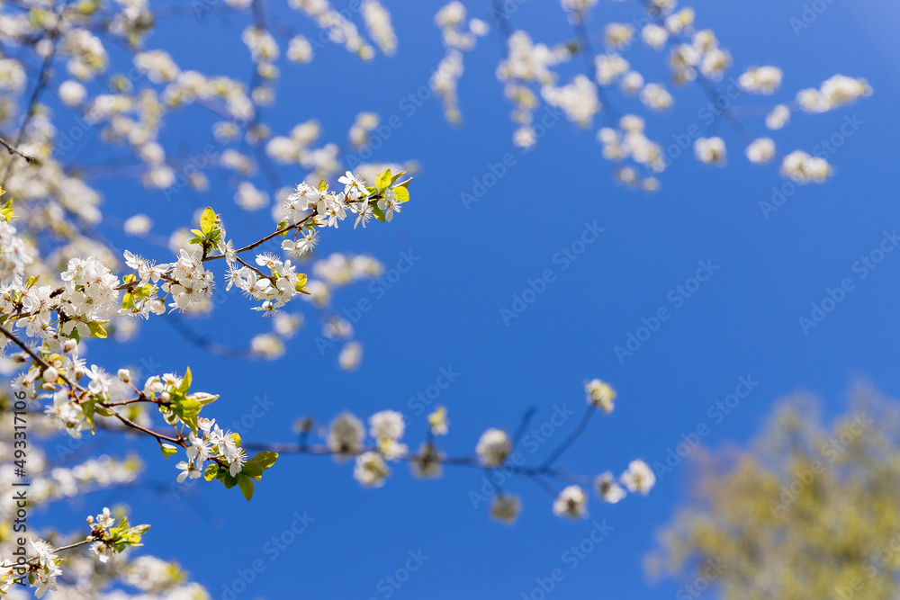 Apple trees flowers. the seed-bearing part of a plant.Spring flower natural landscape with white flowers of an apple tree on the background of the blue sky close-up. Soft focus. copy space Apple trees flowers. the seed-bearing part of a plant.Spring flower natural landscape with white flowers of an apple tree on the background of the blue sky close-up. Soft focus. copy space