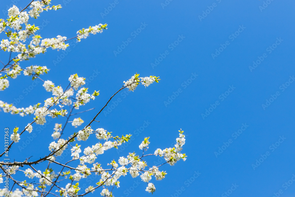 Apple trees flowers. the seed-bearing part of a plant.Spring flower natural landscape with white flowers of an apple tree on the background of the blue sky close-up. Soft focus. copy space Apple trees flowers. the seed-bearing part of a plant.Spring flower natural landscape with white flowers of an apple tree on the background of the blue sky close-up. Soft focus. copy space